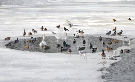 Birds in winter.