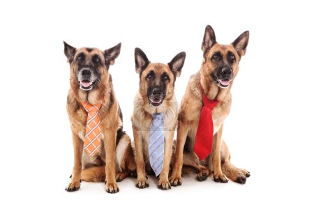 Three Business dogs