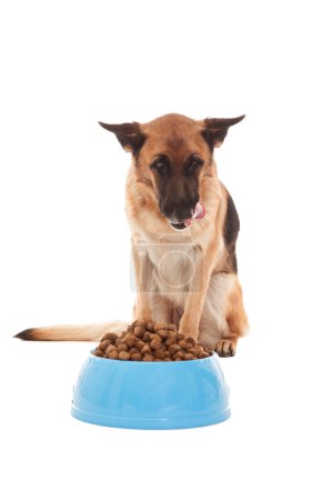 Hungry German Shepherd in front of his bowl filled with nuggets