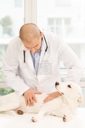 Veterinarian is visiting a dog on his table