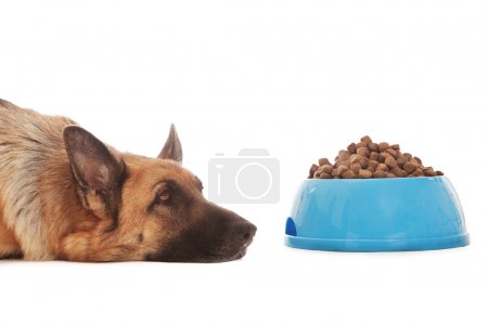 Conceptual photo of non hungry dog