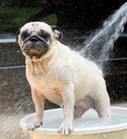 Pug taking a shower or bath