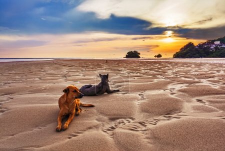 Dogs on the beach at sunset