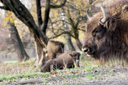 European bison (Bison bonasus) graze in the wild