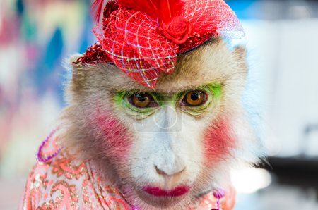 Portrait of Trained dressed monkey posing with turists in Thailand