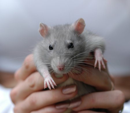 rat in hand