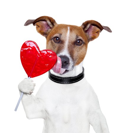 Valentine lollipop heart dog licking