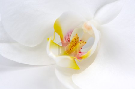 Beautiful White Orchid Flower Macro