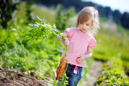 Adorable girl picking carrots in a garden