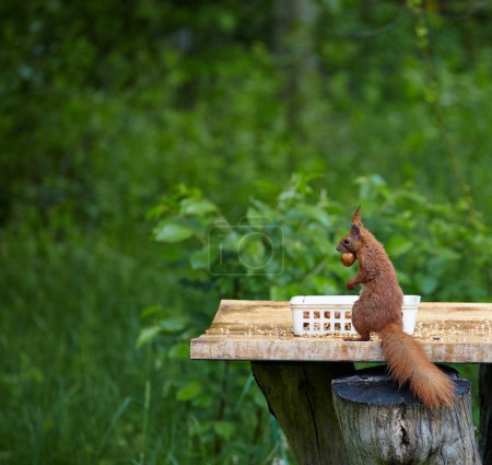 squirrel in garden