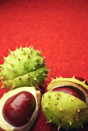 chestnut with crust on a red background