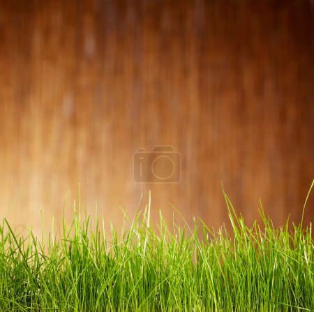 garden background