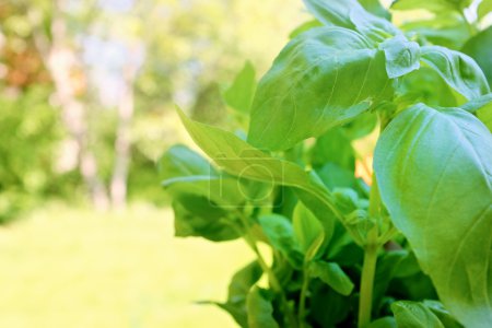 Fresh aromatic herbs on garden background