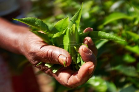 Hands of women from the tea plantation - Sri Lanka 