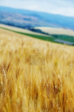Wheat field in tuscany