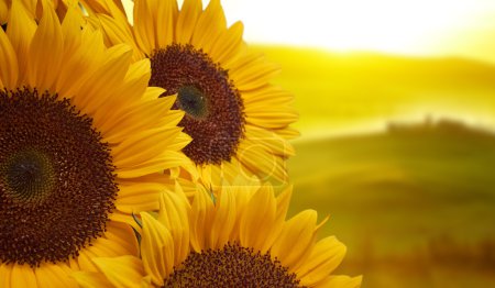 Tuscany sunflowers 