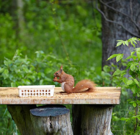 squirrel in garden