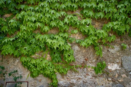 The green ivy on a stone wall, a beautiful background