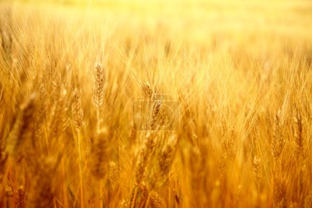 Gold wheat