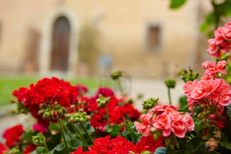 Tuscany flowers
