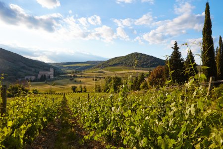 Wine hills and vineyards