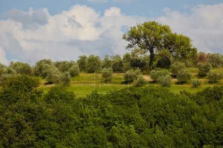 Spring Tuscany hills