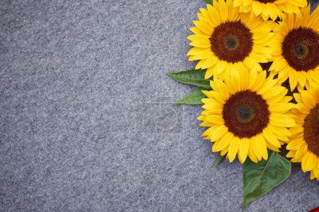 yellow sunflower on grey background