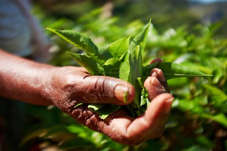 Hands of women from the tea plantation - Sri Lanka 