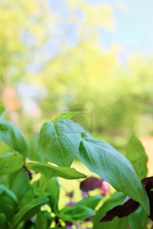 Fresh aromatic herbs on garden background