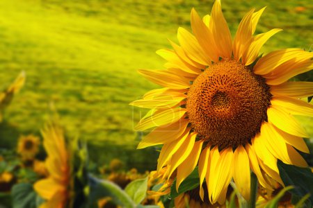Tuscany sunflowers