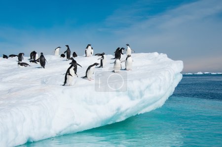 Adelie penguins jumping from iceberg