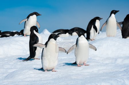 Penguins in the Antarctic sea