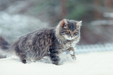 Cute kitten walking in the snow