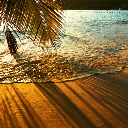 Beautiful sunset with palm tree