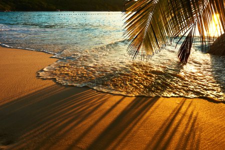 Beautiful sunset at Seychelles beach with palm tree shadow 
