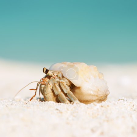 Hermit crab at beach