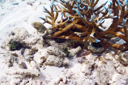 Moray eel fish hiding in coral reef