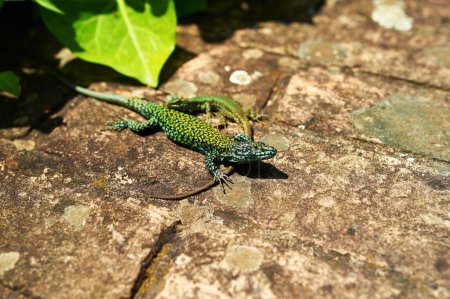 Couple of green lizards