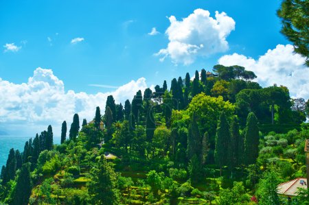 Cypress hill near Portofino village