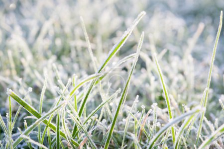 Grass in frost