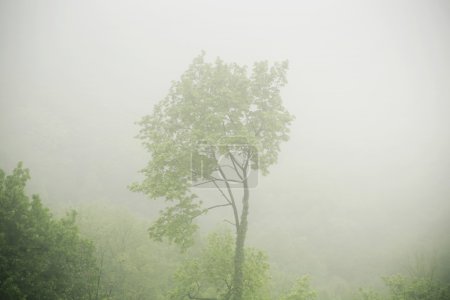 Picture presenting the tree in the fogg