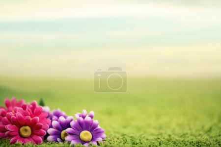 Cute flowers on lawn
