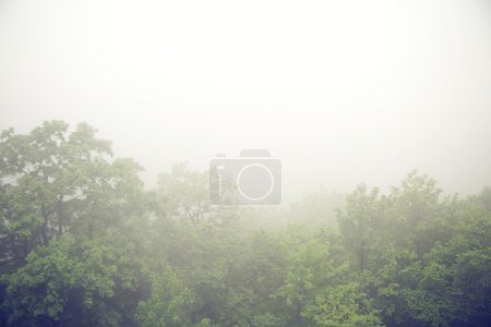 Foggy morning above the forest