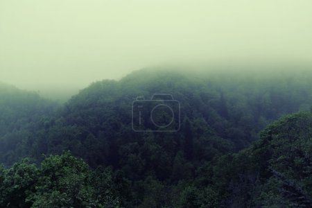 Foggy morning in the rain forest