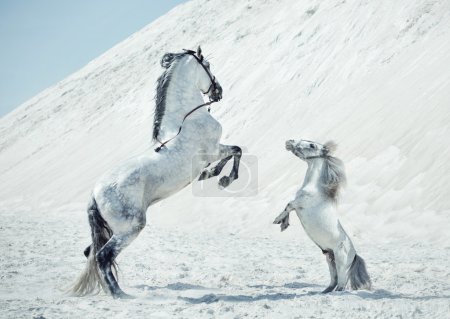Fabulous scene of the jumping horses