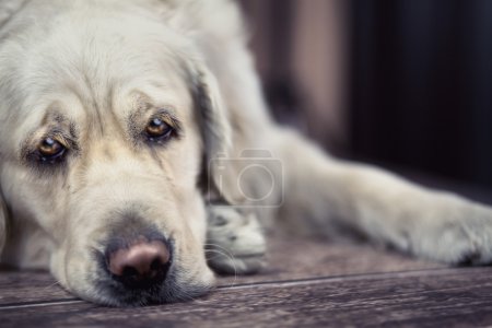 Sad eyes of big white dog