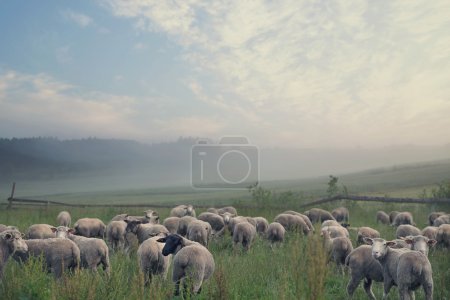 Rular landscape and eating sheeps