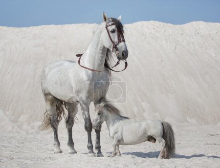 Two white horses on the desert