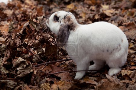 White cute rabbit over leaf
