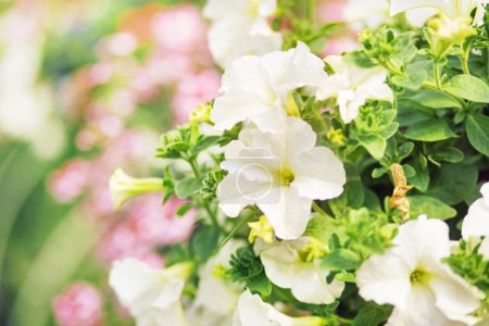 Flourish white flowers in the summer garden